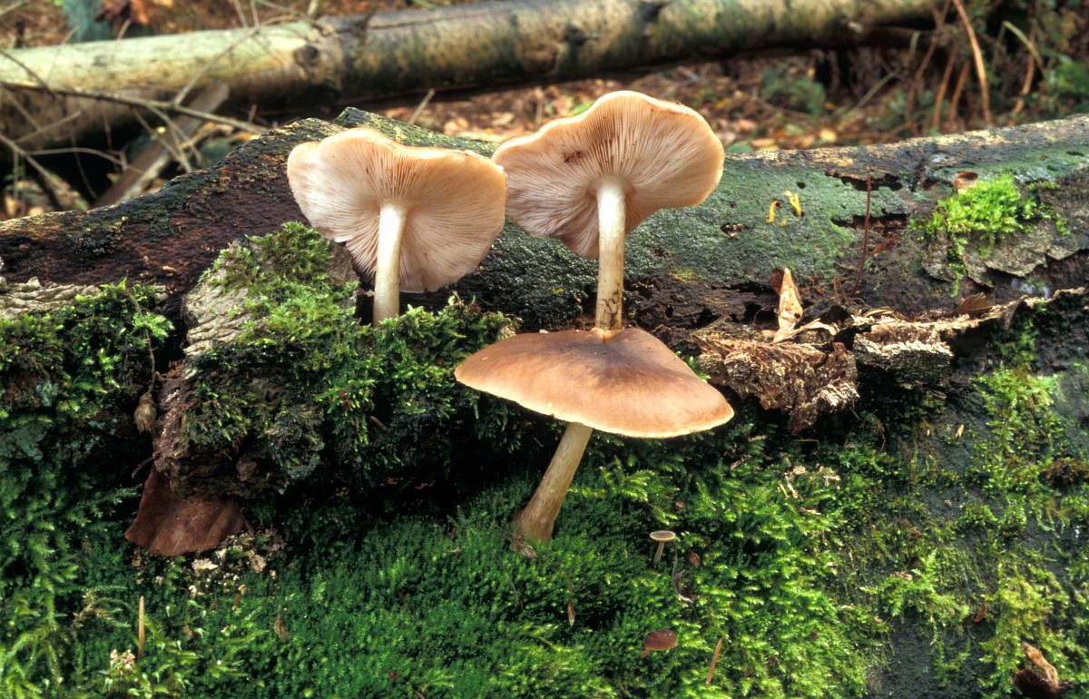 Pluteus cervinus, Deer Mushroom